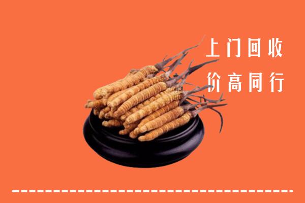 附近收购：漯河冬虫夏草回收多少钱每克
